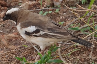 Plocepasser mahali - Weißbrauenweber (Rotrückenweber, Rotrückenmahali)